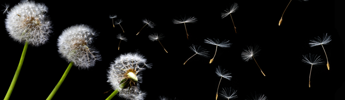 hooikoorts, heb ik hooikoorts, last van ogen door hooikoorts, ontstoken ogen bij hooikoorts, tips hooikoorts